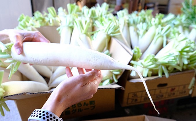 漬け物 無添加 特製 大根 酒粕漬け 約200g×4～5枚 酒蔵の酒粕漬け 酒粕付 化粧箱入 冬季限定 大正の創業より100年 老舗 森山酒造