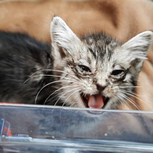 花瓶 さくらねこサポート アルダー製 フラワーベース 1本 インテリア