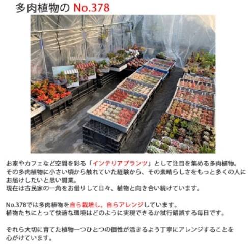 多肉植物 ハオルチア入り じぶんで植える 多肉の寄せ植え セット インテリア 多肉 植物 ガーデニング