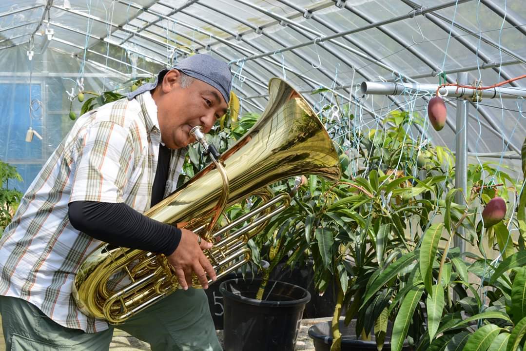マンゴー 完熟 アップルマンゴー 1kg (大玉1～2玉) 果物 南国フルーツ 福岡県 小郡市