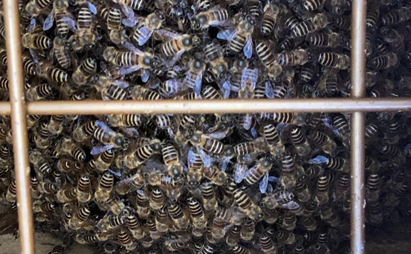 はちみつ 日本蜜蜂の百花蜜 フルーティーな味 340g×1本