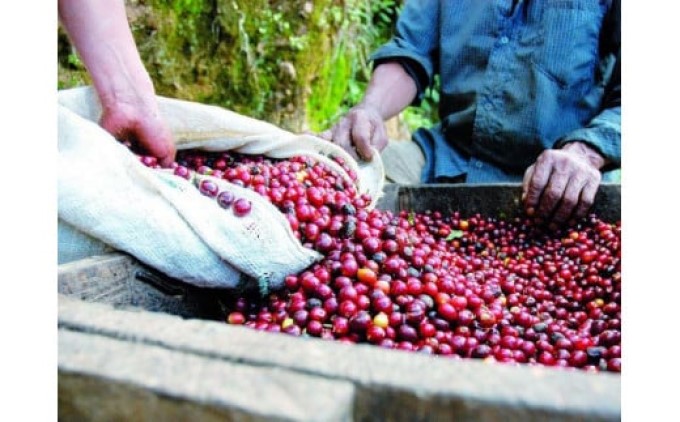 珈琲 世界最高峰の一つ ラ・エスメラルダ ゲイシャ 200g×2：豆