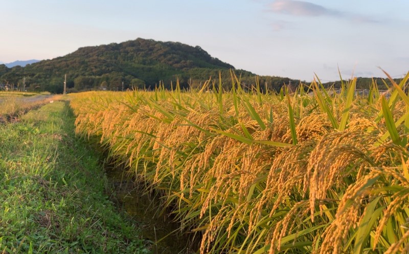米 10kg 令和7年度産米 ひのひかり 筑後小郡産 農家直送 お米 コメ