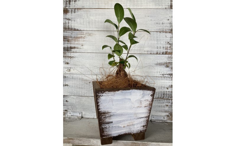 インテリア HAPPY BOX ～運気を引き寄せる4つのアイテム～ ガジュマル・木製プランター・サンキャッチャー・ドリームキャッチャー 雑貨