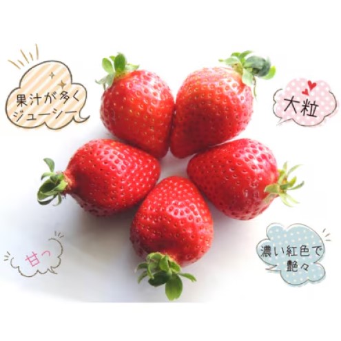 いちご 産地直送 栽培期間中 減農薬栽培 あまおう 2パック (約280g×2) イチゴ 苺 先行予約 ※配送不可：北海道、沖縄、離島