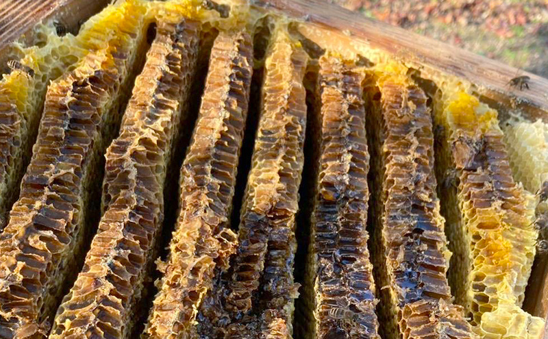 はちみつ 日本蜜蜂の百花蜜 フルーティーな味 340g×1本