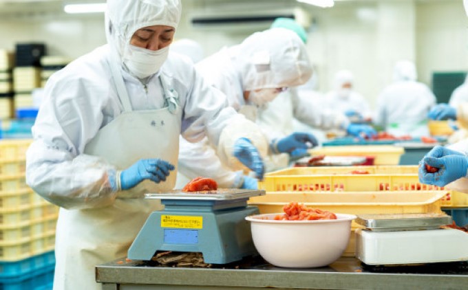 辛子明太子 1本物 500g 贈答用仕立て 明太子 めんたいこ ギフト 贈答用 魚卵 さかえや