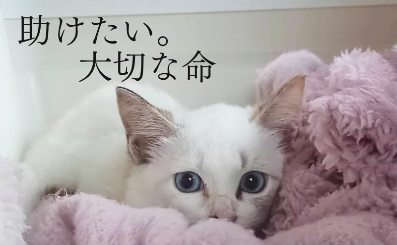 マグカップ 猫の愛護活動を応援する！チャリティーマグカ