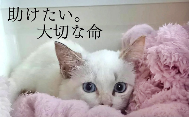 Tシャツ 猫の愛護活動を応援！白Tシャツ「パン捏ねデザイン」：Mサイズ