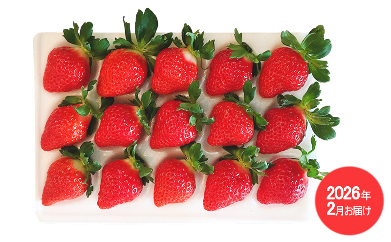 2回お届け いちご ジェラートケーキ とよのか 1箱 化粧箱入り いちご職人 白木のいちご あまおうづくし 2回 コース イチゴ 苺 果物 デザート お楽しみ ※配送不可：沖縄・離島