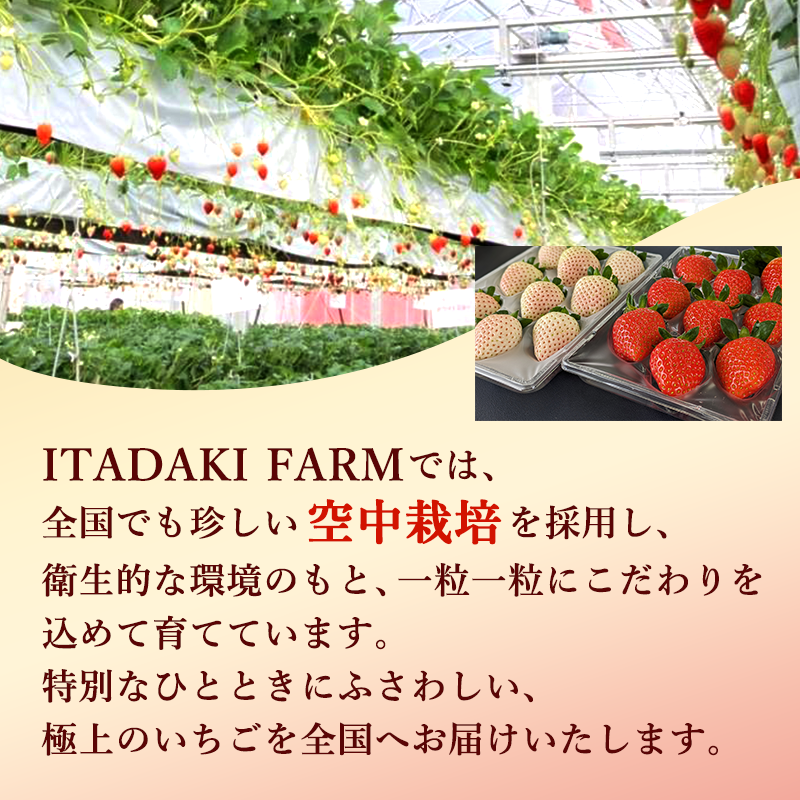 【訳あり】冷凍いちご いちご 1kg入り 冷凍 フローズン 果物 デザート イチゴ 苺