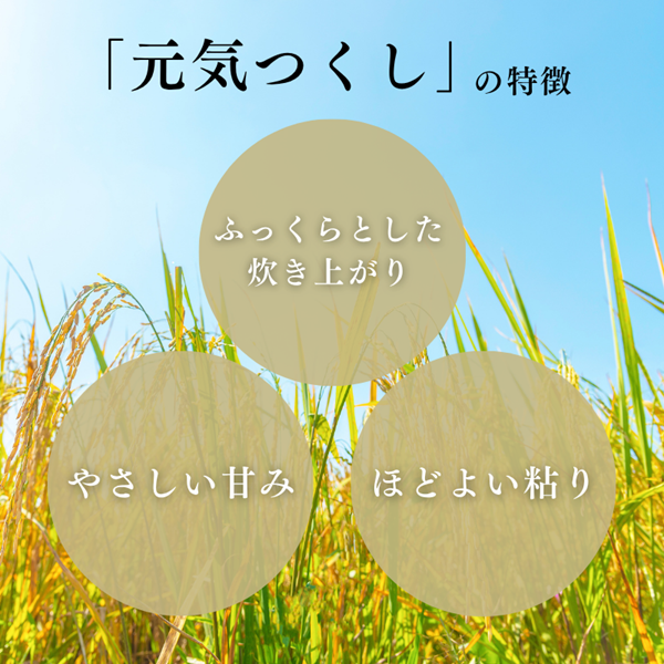 定期便 6回 特別栽培米  R7年度産 新米 福岡県 小郡産 元気つくし 5kg 米 お米 6ヶ月