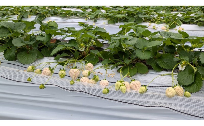 いちご 『先行予約』【2026年1月上旬以降お届け】 天使のいちご 白いちご 280g×2p 計2パック 560g フルーツ いちご 苺 イチゴ 果物 デザート 福岡県 小郡市 福田ファーム ※配送不可：沖縄、離島