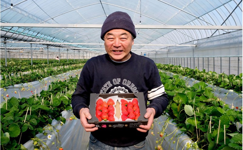 いちご 『先行予約』【2026年1月上旬以降お届け】 天使のいちご 白いちご 280g×2p 計2パック 560g フルーツ いちご 苺 イチゴ 果物 デザート 福岡県 小郡市 福田ファーム ※配送不可：沖縄、離島