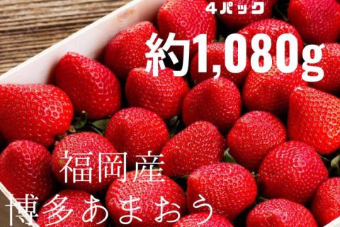 先行受付 博多あまおう 約270g×4 / エイチアンドフューチャーズ / 福岡県 筑紫野市 [21760414] 果物 フルーツ いちご イチゴ 苺 朝採り 新鮮
