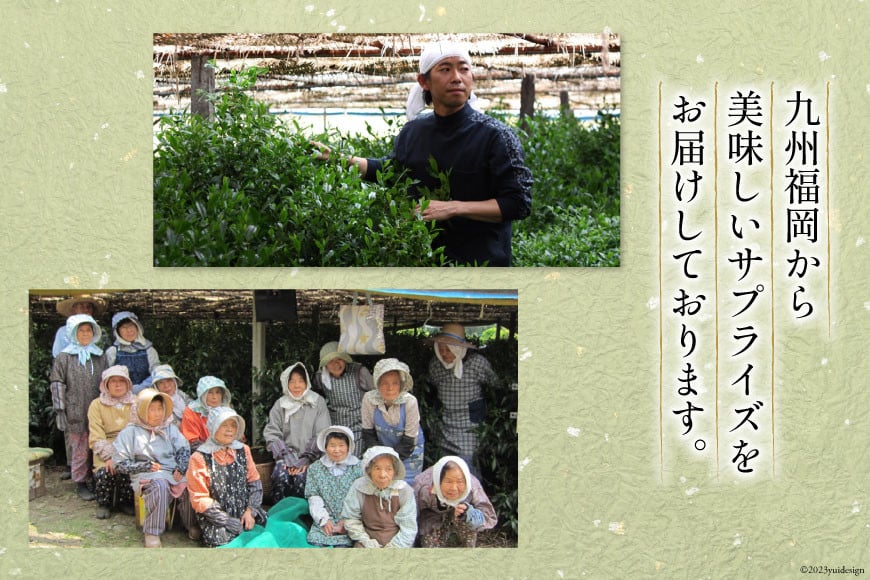 茶 伝統本玉露 50g×2袋 [ベネフィス 福岡県 筑紫野市 21760994] お茶 緑茶 日本茶 玉露 本玉露 八女茶 煎茶 茶葉 星野茶 奥八女星野村