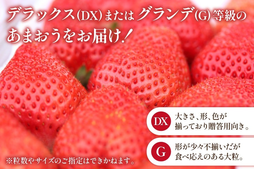 【期間限定発送】 いちご 春の苺 あまおう 4パック [南国フルーツ 福岡県 筑紫野市 21760096] いちご 苺 イチゴ フルーツ 果物 期間限定 季節限定 福岡県産 甘い