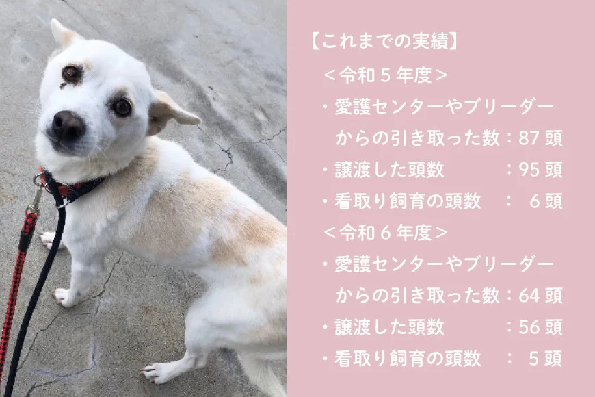 犬猫保護活動への支援 5000円 [NPO法人セブンデイズ 福岡県 筑紫野市 21760724] 保護 動物 犬 猫 犬猫 保護犬 支援 応援 イヌ ネコ いぬ ねこ ペット動物愛護 愛護 保護活動