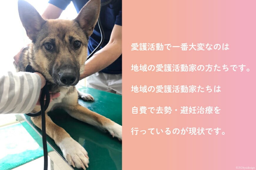 愛護支援 去勢 避妊治療支援 100万円分 [Animal Care Salvation 福岡県 筑紫野市 21761398] 動物 ペット 愛護 TNR 保護 動物福祉 保護施設 里親 犬 猫 イヌ ネコ いぬ ねこ 動物愛護 保護活動 支援