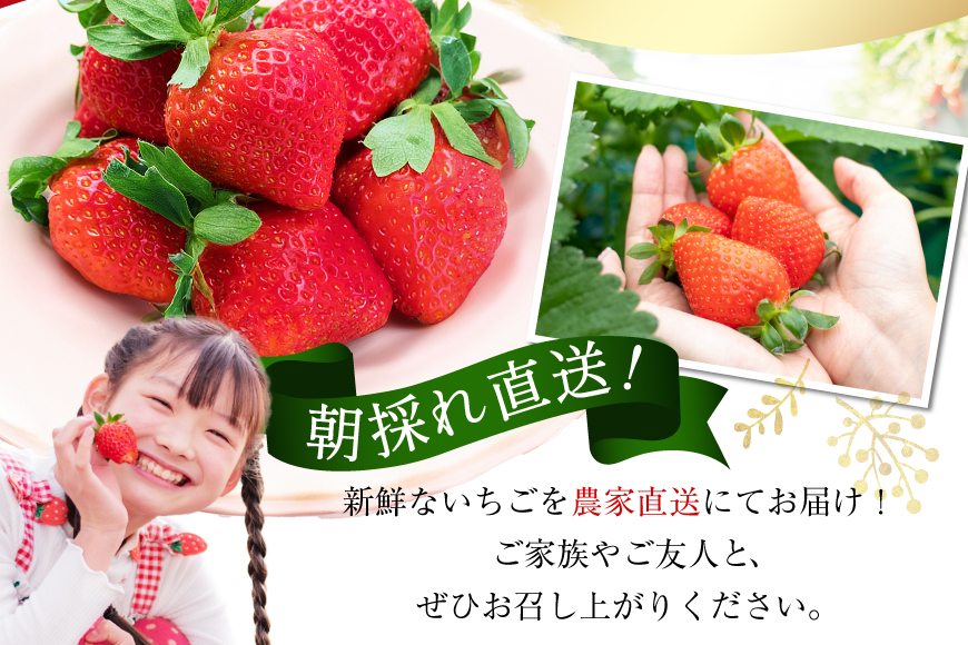 先行受付 博多あまおう 約270g×2 / エイチアンドフューチャーズ / 福岡県 筑紫野市 [21760413] 果物 フルーツ いちご イチゴ 苺 朝採り 新鮮