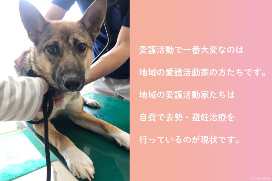 愛護支援、去勢・避妊治療支援 2000円 [Animal Care Salvation 福岡県 筑紫野市 21760765] 動物 ペット 愛護 TNR 保護 動物福祉 保護施設 里親 犬 猫 イヌ ネコ いぬ ねこ 動物愛護 保護活動 支援