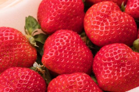 先行受付 博多あまおう 約270g×4 / エイチアンドフューチャーズ / 福岡県 筑紫野市 [21760414] 果物 フルーツ いちご イチゴ 苺 朝採り 新鮮