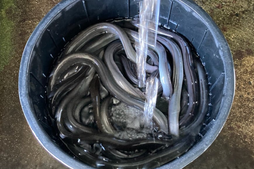 創業100年の味 鰻の蒲焼 2尾 秘伝のタレと山椒付き / 川魚料理 鯉ひろまつ 福岡県 筑紫野市