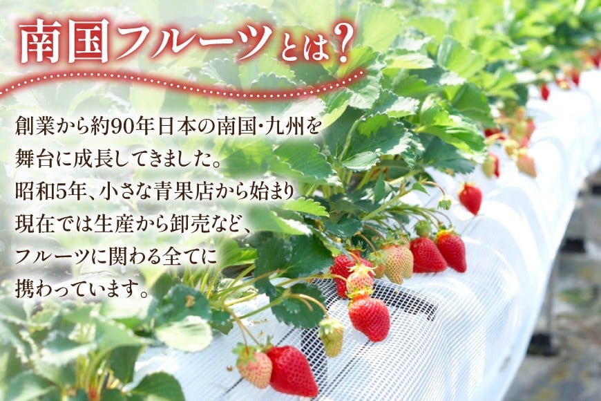 【期間限定発送】 いちご 春の苺 あまおう 4パック [南国フルーツ 福岡県 筑紫野市 21760096] いちご 苺 イチゴ フルーツ 果物 期間限定 季節限定 福岡県産 甘い