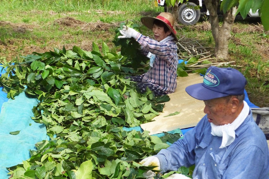 オーガニック認定葉使用 杜仲茶 5g×30包 / 菱和 / 福岡県 筑紫野市