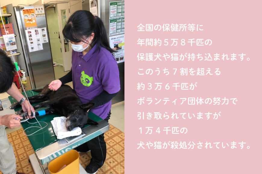 犬猫保護活動への支援 30万円 [NPO法人セブンデイズ 福岡県 筑紫野市 21761401] 保護 動物 犬 猫 犬猫 保護犬 支援 応援 イヌ ネコ いぬ ねこ ペット動物愛護 愛護 保護活動