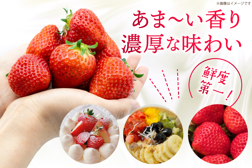 先行受付 博多あまおう 約270g×2 / エイチアンドフューチャーズ / 福岡県 筑紫野市 [21760413] 果物 フルーツ いちご イチゴ 苺 朝採り 新鮮