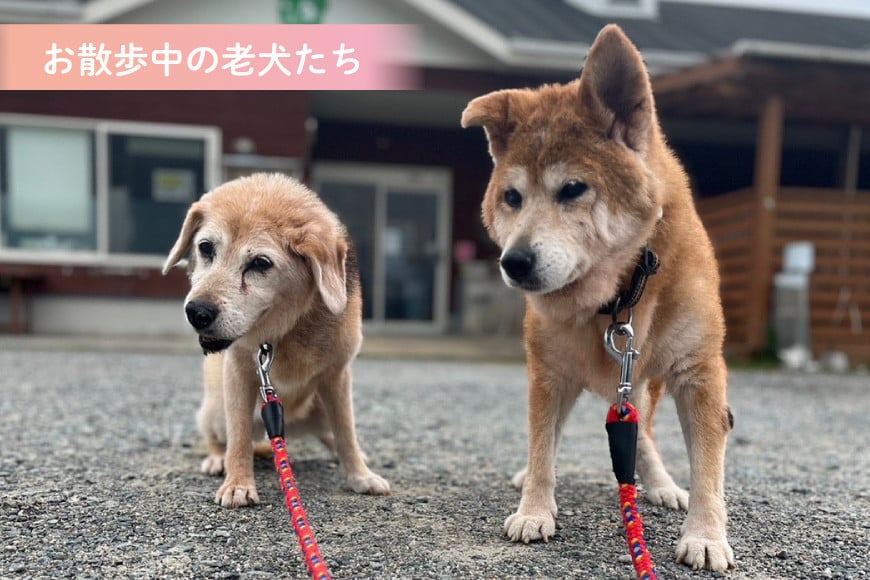 犬猫保護活動への支援 2000円 [NPO法人セブンデイズ 福岡県 筑紫野市 21760723] 保護 動物 犬 猫 犬猫 保護犬 支援 応援 イヌ ネコ いぬ ねこ ペット動物愛護 愛護 保護活動