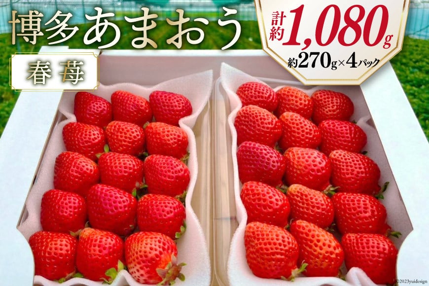 先行受付 博多あまおう 約270g×4 / エイチアンドフューチャーズ / 福岡県 筑紫野市 [21760414] 果物 フルーツ いちご イチゴ 苺 朝採り 新鮮