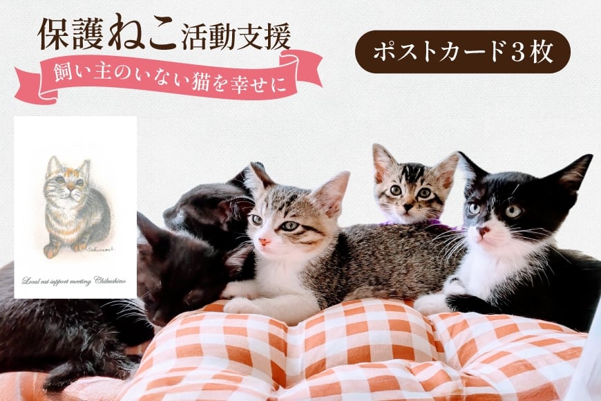 保護猫 支援 猫保護活動への支援 ポストカード [地域ねこサポート会ちくしの 福岡県 筑紫野市 21761293] 保護 動物 猫 応援 ネコ ねこ ペット動物愛護 愛護 保護活動 クリポス メール便 メール便対応