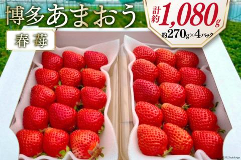 先行受付 博多あまおう 約270g×4 / エイチアンドフューチャーズ / 福岡県 筑紫野市 [21760414] 果物 フルーツ いちご イチゴ 苺 朝採り 新鮮
