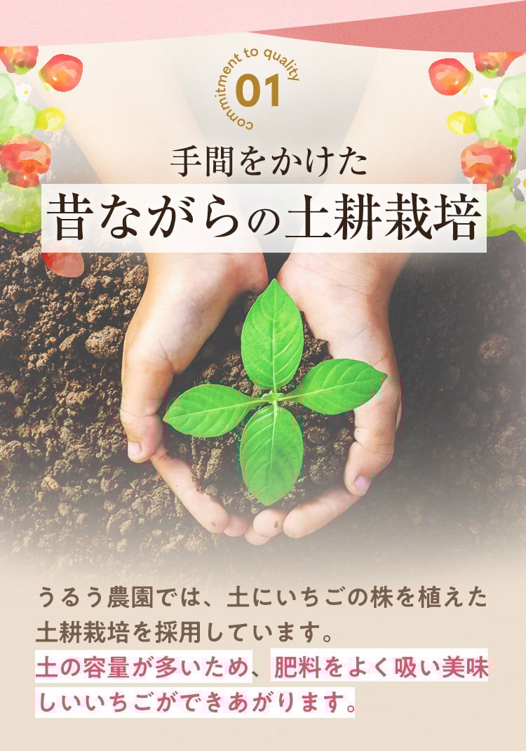 ＜予約受付中！2026年2月より順次発送予定＞うるう農園のスタンダードあまおう(計570g・285g×2P)  苺 いちご イチゴ 果物 フルーツ 国産 福岡県 ヨーグルト ジャム スムージー 冷蔵 特別栽培＜離島配送不可＞【ksg1218】【うるう農園】