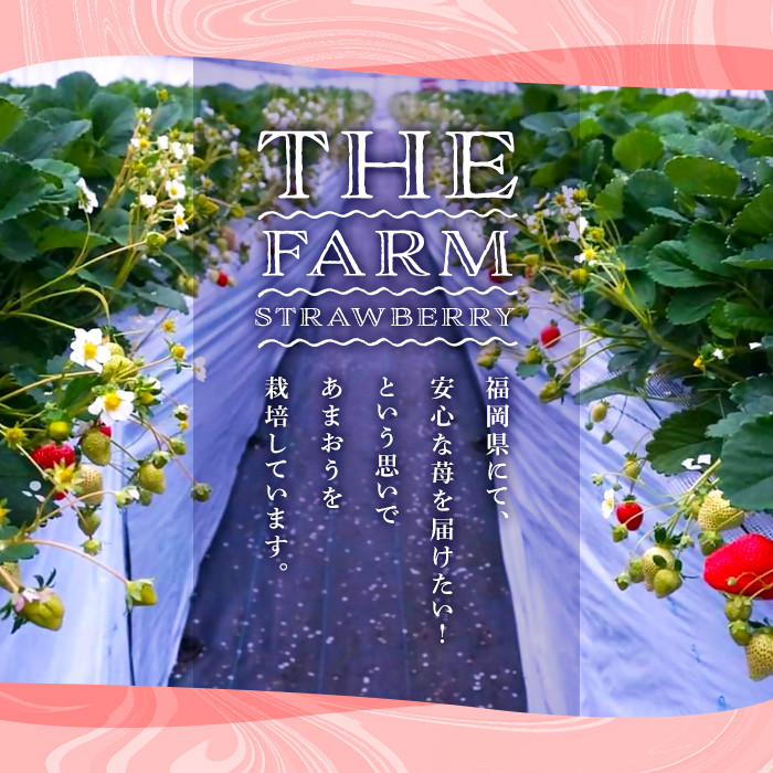 《先行予約受付中・数量限定》＜定期便・全3回＞2026年1月からお届け！いちご定期便 あまおう(総重量約2.25kg・約250～270g×3P×3回) いちご 苺 あまおう くだもの フルーツ 定期便 ＜離島配送不可＞【ksg1255】【THE FARM_strawberry】