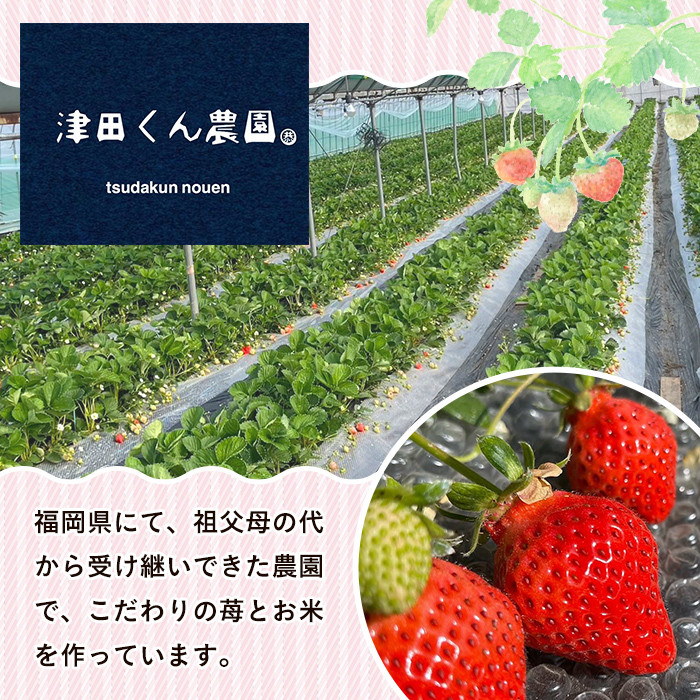 ＜先行予約受付中！2026年1月上旬から2026年2月末にかけて順次発送予定＞福岡県産いちご 津田くん農園のあまおう(計約1kg) 苺 いちご イチゴ フルーツ 果物 くだもの 数量限定 期間限定＜離島配送不可＞【ksg1323】【くしだ企画】