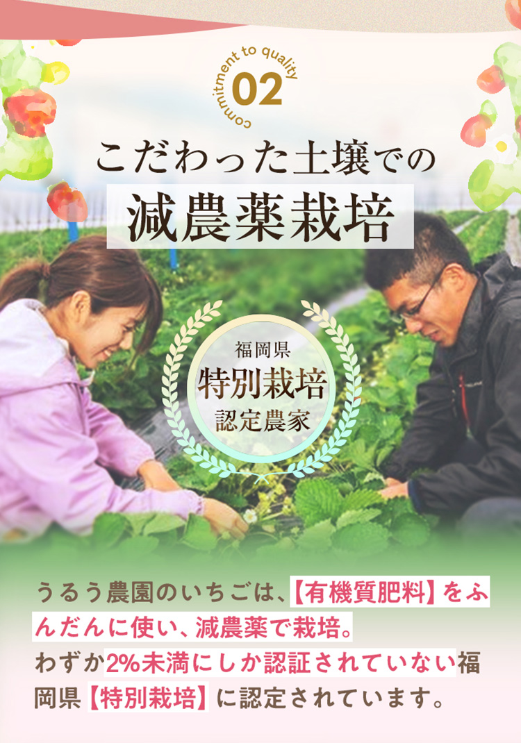 ＜予約受付中！2026年2月より順次発送予定＞特選あまおう(約400g) 苺 いちご イチゴ 国産 福岡県 果物 フルーツ ヨーグルト ジャム スムージー 冷蔵 特別栽培＜離島配送不可＞【ksg1318】【うるう農園】