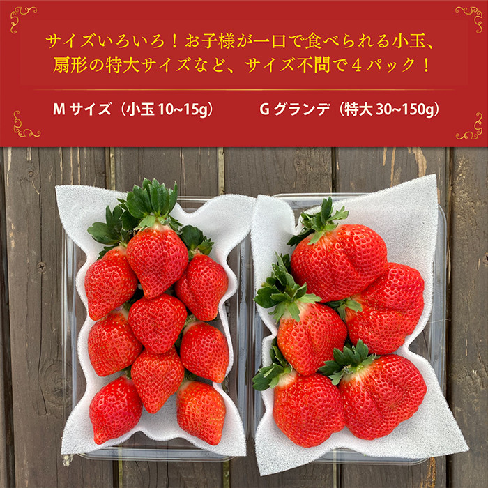 ＜予約受付中！2026年2月より順次発送予定＞＜不揃い＞あまおう(計1.14kg・285g×4P) 苺 いちご イチゴ フルーツ 果物 ヨーグルト ジャム スムージー 冷蔵 特別栽培 福岡県 国産＜離島配送不可＞【ksg1222】【うるう農園】