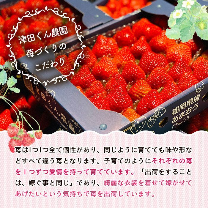 ＜先行予約受付中！2026年1月上旬から2026年2月末にかけて順次発送予定＞福岡県産いちご 津田くん農園のあまおう(計約1kg) 苺 いちご イチゴ フルーツ 果物 くだもの 数量限定 期間限定＜離島配送不可＞【ksg1323】【くしだ企画】