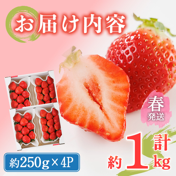 ＜先行予約受付中！2026年2月上旬～2026年4月下旬に順次発送予定＞ 博多あまおう・春 (計約1kg) いちご 苺 フルーツ 果物 くだもの 福岡限定 家庭用 冷蔵＜離島配送不可＞【ksg1740】【農産物直売所ほたるの里】