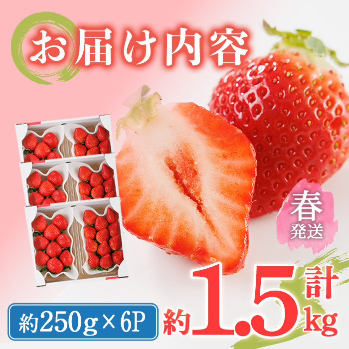 ＜先行予約受付中！2026年2月上旬～2026年4月下旬に順次発送予定＞ 博多あまおう・春 (計約1.5kg) いちご 苺 フルーツ 果物 くだもの 福岡限定 家庭用 冷蔵＜離島配送不可＞【ksg1741】【農産物直売所ほたるの里】