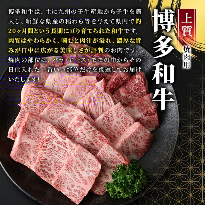 ＜全12回定期(毎月)＞博多和牛焼肉用(総計6kg)牛肉 黒毛和牛 国産 BBQ 化粧箱 贈答 ギフト プレゼント 定期便＜離島配送不可＞【ksg1721】【MEATPLUS】