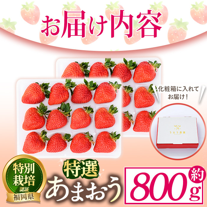 ＜予約受付中！2026年2月より順次発送予定＞特選あまおう(約800g)  苺 いちご イチゴ 国産 福岡県 果物 フルーツ ヨーグルト ジャム スムージー 冷蔵 特別栽培＜離島配送不可＞【ksg1319】【うるう農園】
