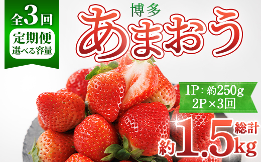 ＜全3回定期便・先行予約受付中！2026年2月上旬～2026年4月下旬に順次発送予定＞ 博多あまおう (総計約1.5kg) いちご 苺 フルーツ 果物 くだもの 福岡限定 家庭用 冷蔵 定期便 ＜離島配送不可＞【ksg1742】【農産物直売所ほたるの里】