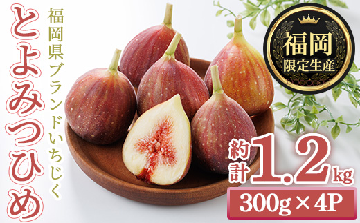 ＜先行予約受付中！2026年8月下旬～2025年10月下旬に順次発送予定＞福岡県ブランドいちじく博多 とよみつひめ (計約1.2kg・300g×4P) いちじく イチジク フルーツ 果物 くだもの 福岡限定 ＜離島配送不可＞【ksg1750】【農産物直売所ほたるの里】