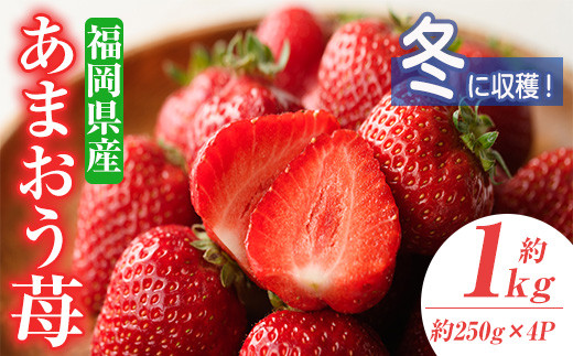 ＜先行予約受付中！2025年11月下旬～2026年1月下旬に順次発送予定＞あまおう苺・冬(4P)いちご 苺 フルーツ 果物 くだもの 福岡限定 家庭用 冷蔵＜離島配送不可＞【ksg0031】【南国フルーツ】