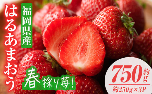 ＜先行予約受付中！2026年2月上旬～2026年3月末に順次発送予定＞はるあまおう(計約750g・約250g×3P)いちご 苺 フルーツ 果物 くだもの 福岡限定 家庭用 冷蔵 ＜離島配送不可＞【ksg0412】【南国フルーツ】