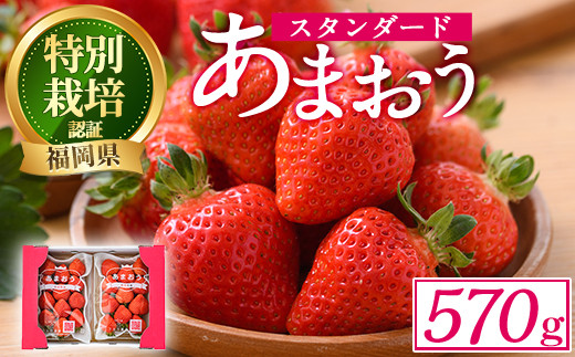 ＜予約受付中！2026年2月より順次発送予定＞うるう農園のスタンダードあまおう(計570g・285g×2P)  苺 いちご イチゴ 果物 フルーツ 国産 福岡県 ヨーグルト ジャム スムージー 冷蔵 特別栽培＜離島配送不可＞【ksg1218】【うるう農園】